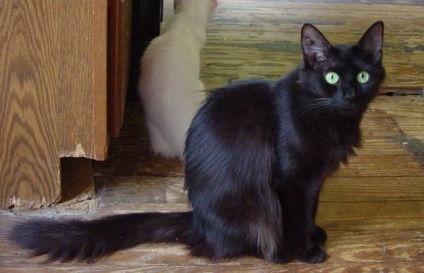 Breed fekete macska, fekete macska, fotók, fekete szín, név