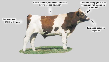Rase de bovine - principalele caracteristici și diferențe