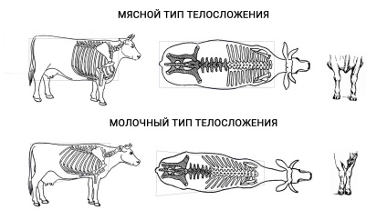 Rase de bovine - principalele caracteristici și diferențe