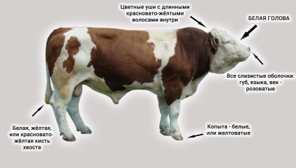 Rase de bovine - principalele caracteristici și diferențe