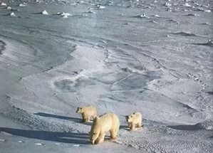 În Siberia - animalele deșertului arctic