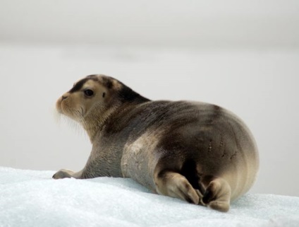 În Siberia - animalele deșertului arctic