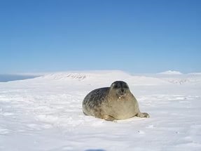 În Siberia - animalele deșertului arctic