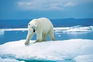 În Siberia - animalele deșertului arctic