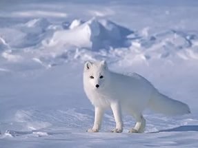 În Siberia - animalele deșertului arctic