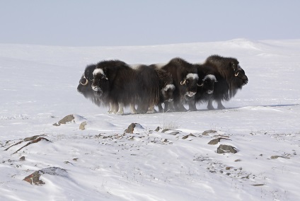 În Siberia - animalele deșertului arctic