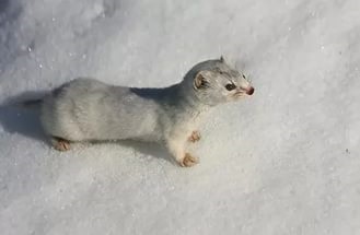 În Siberia - animalele deșertului arctic