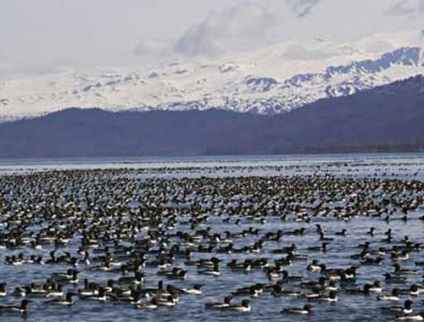 În Siberia - animalele deșertului arctic