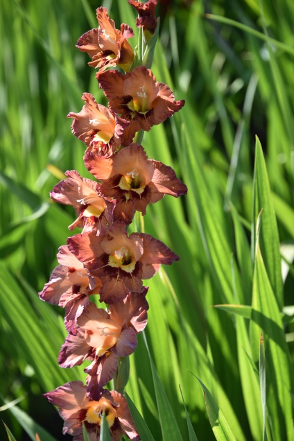 Pentru că gladiolul!