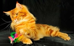 Szokások és a karakter Maine Coon cica formájában örök óriás (szokások) Szokások és a karakter Maine Coon cica formájában örök óriás