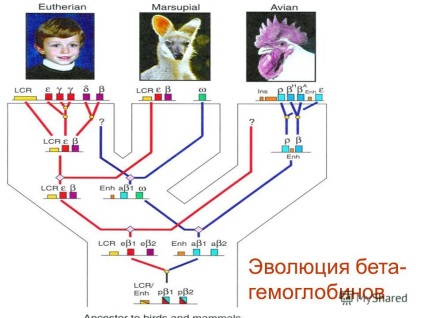 Prezentare pe tema evoluției