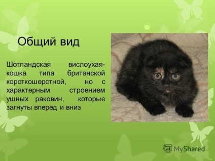 bemutatása macskák - Scottish fold fajta Szerző Alexander Chusova 10 éves