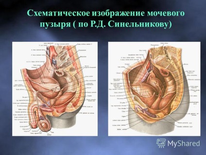 Prezentarea anatomiei normale și ultrasunete a vezicii urinare