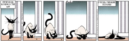 Semnele pisicilor de 20 de ani, cea mai tare film de benzi desenate despre sigilii
