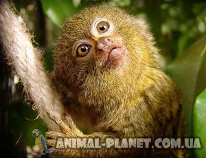 Eladó majmok, Loris, makik (majom) Eladó majmok, Loris, makik