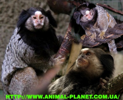 Vânzare de maimuță, lemne, lemur