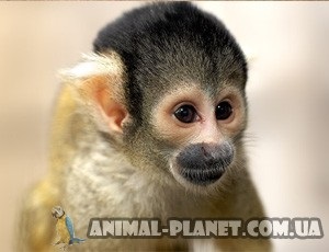 Vânzare de maimuță, lemne, lemur