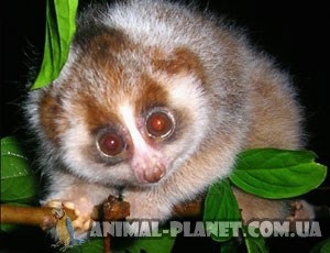 Eladó majmok, Loris, makik (majom) Eladó majmok, Loris, makik