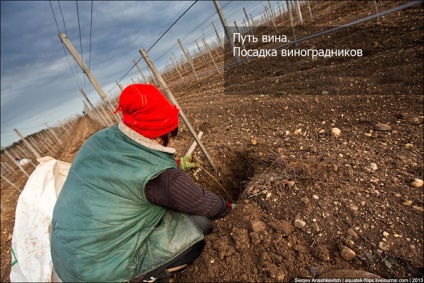 Modul de viticultură și struguri înfloriți, mai proaspeți - cel mai bun din Runet pentru o zi!