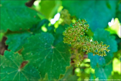 Modul de viticultură și struguri înfloriți, mai proaspeți - cel mai bun din Runet pentru o zi!