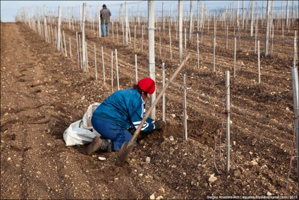 Modul de viticultură și struguri înfloriți, mai proaspeți - cel mai bun din Runet pentru o zi!