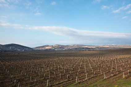 Modul de viticultură și struguri înfloriți, mai proaspeți - cel mai bun din Runet pentru o zi!