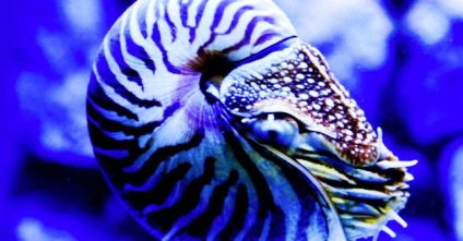 Shell Nautilus