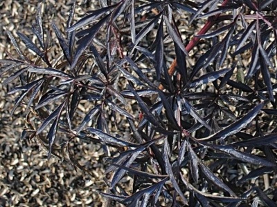 Plante de pământ deschis negru - sambucus nigra eva (dantelă neagră)