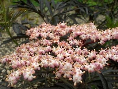Plante de pământ deschis negru - sambucus nigra eva (dantelă neagră)