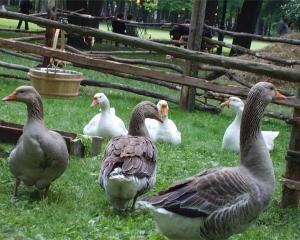 Creșterea agricultorului de gâște fără probleme - totul despre agricultură