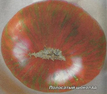 Evaluarea soiurilor de roșii - grădini siberia