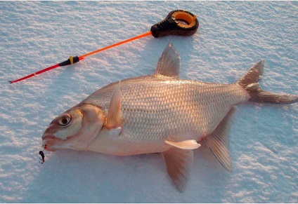 Pescuit în decembrie pe râu pentru prădători, pești pașnici - unde să prindă, uneltele, regulile de siguranță
