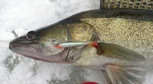 Pescuit în decembrie - secretele pescuitului de succes