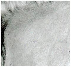 Rajzolj egy portré (zeichnen mit Bleistift) rajzoljon egy portré