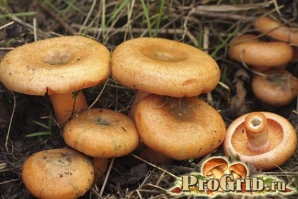 Rozhiki reprezentanți falsi, beneficii și rău, calorii și proprietăți ale ciupercilor