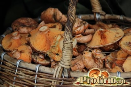 Rozhiki reprezentanți falsi, beneficii și rău, calorii și proprietăți ale ciupercilor