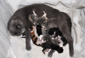 Раждане при котките как да се подготви правилно
