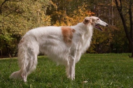 Aristocrat și sprinter greyhound de câine din Rusia