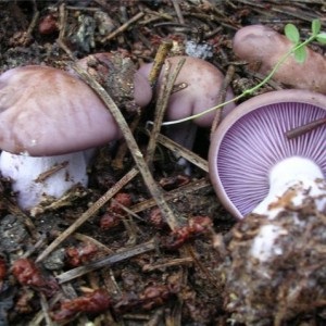 Blewits előnyök és gombák, élelmiszer és egészség