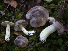 Seria gri (micha) (tricholoma portentosum)