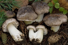 Seria gri (micha) (tricholoma portentosum)