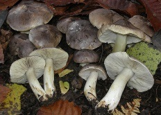 Seria gri (micha) (tricholoma portentosum)