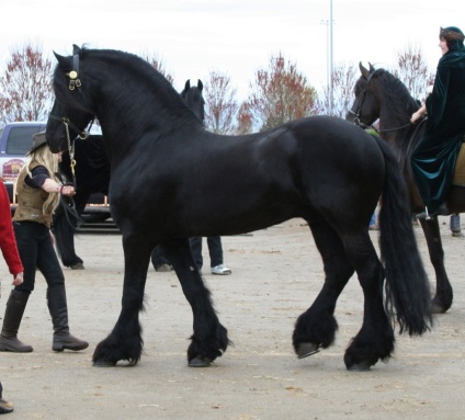 Cel mai vechi cal arab, specie, rase și descriere