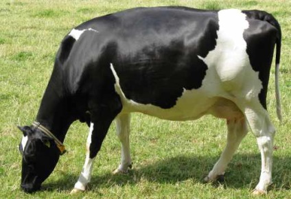 Cea mai populară rasă de vaci
