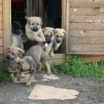 Colectarea ajutorului pentru un adăpost - Egorka - ajutați la hrănirea a 60 suflete canine pentru a ajuta pe cei fără adăpost