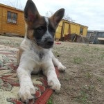 Colectarea ajutorului pentru un adăpost - Egorka - ajutați la hrănirea a 60 suflete canine pentru a ajuta pe cei fără adăpost
