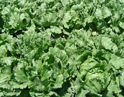 Secretele de salată verde și spanac - grădini de Siberia