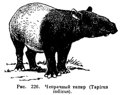 A család tapirs (Tapiridae) - az