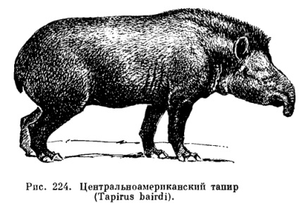 A család tapirs (Tapiridae) - a (Tapiridae) A család tapirs (Tapiridae) - az