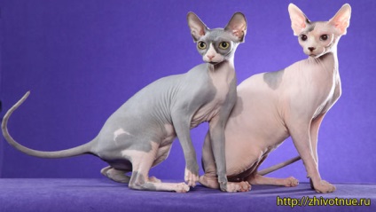 Sfinx - rasa de pisici din Sfinx - caracteristici ale rasei Sphynx